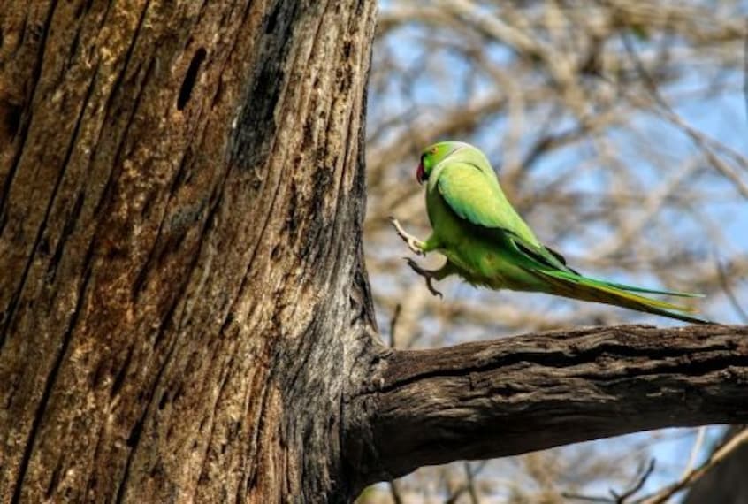 Keoladeo National Park-5
